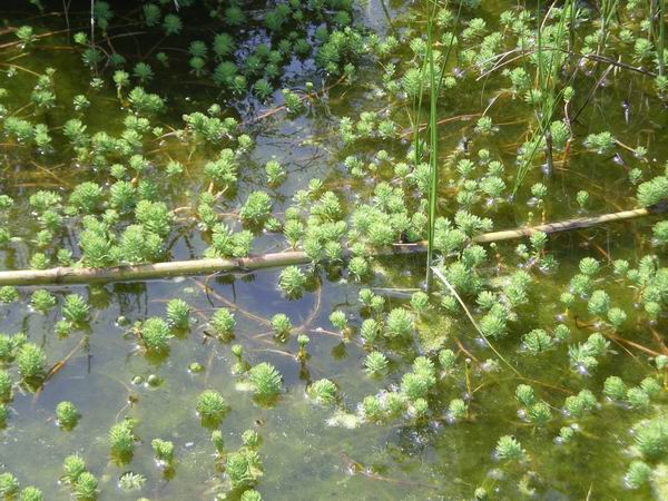 Pianta acquatica: Myriophyllum aquaticum (Vell.) Verdc.